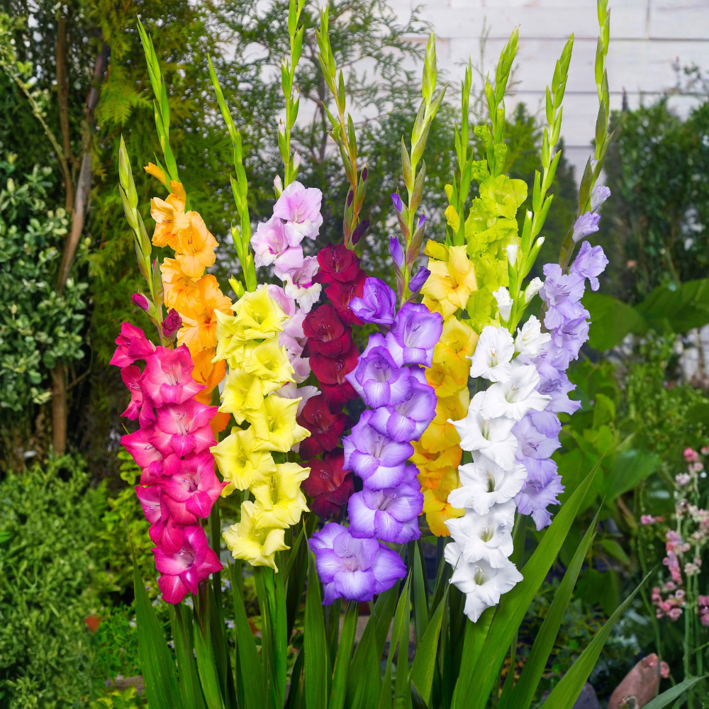 Gladiool "Mixed"  - 10 stuks