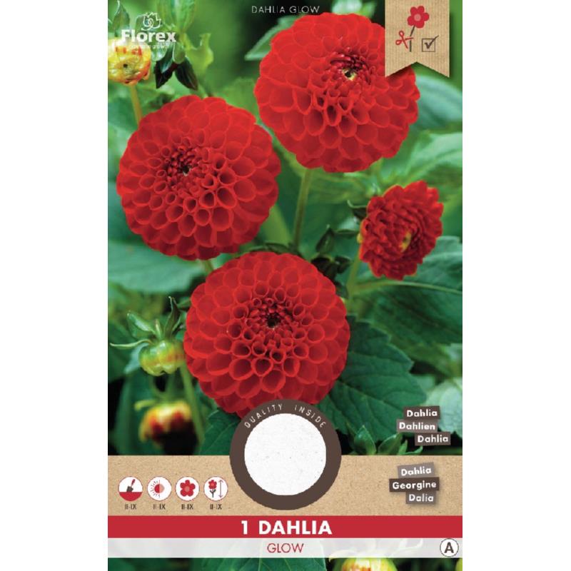 Dahlia Pompon Glow Rood 1st.