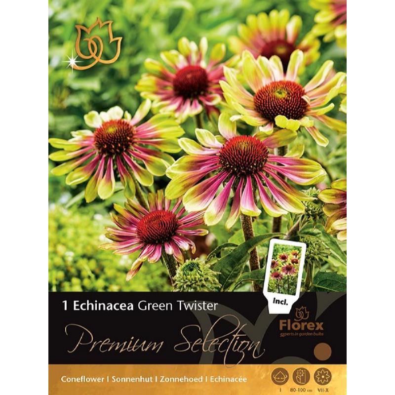 Premium Echinacea Green Twister 1