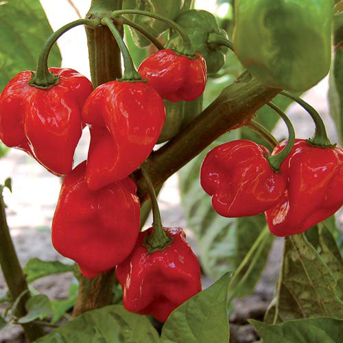 Pfeffer würzig Habanero rot 1 Pflanze (300.000 Scoville)