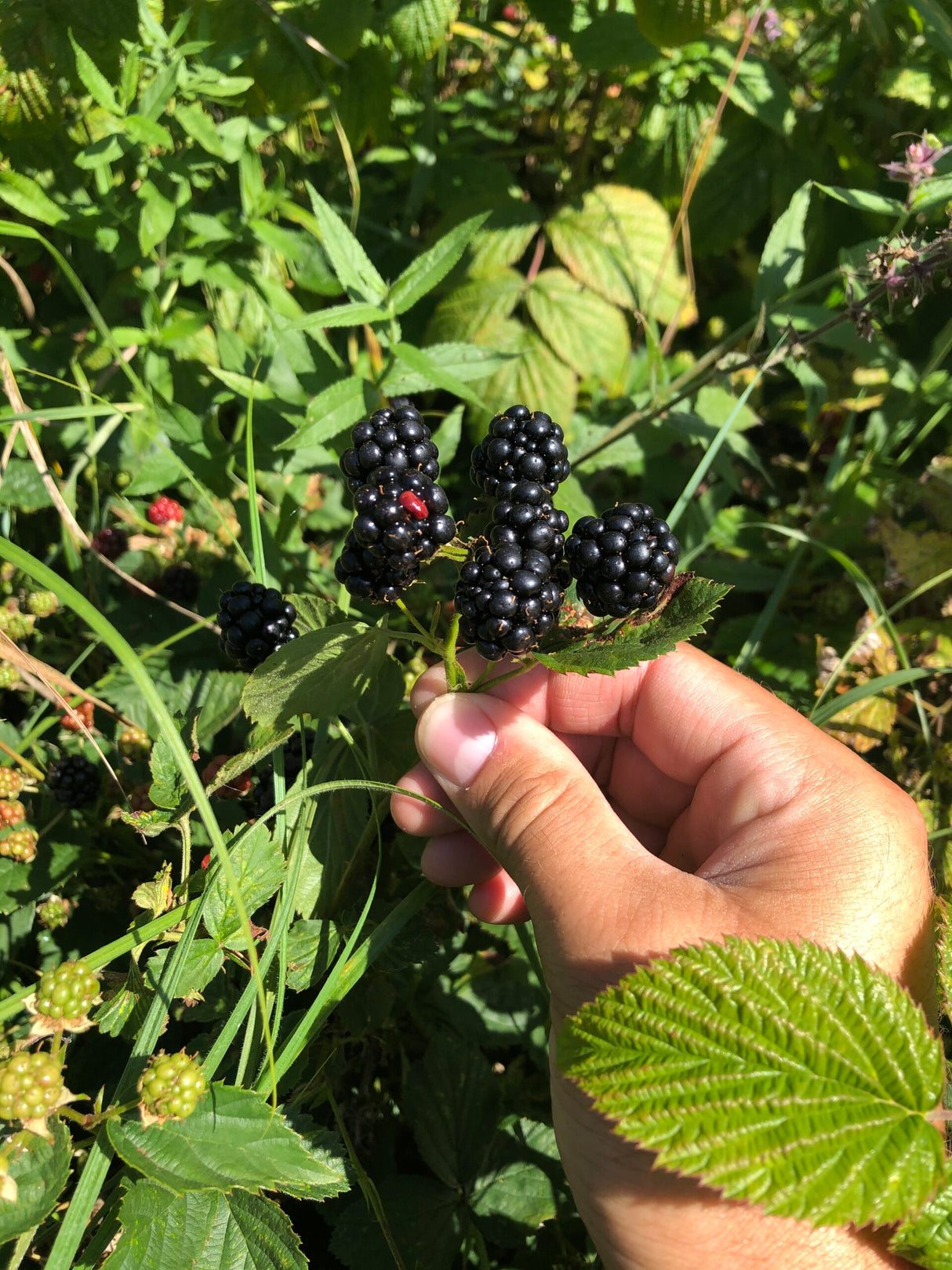 Mûre BIO sans épines Rubus fruticosus 'Chester Thornless' en pot de 2 litres 