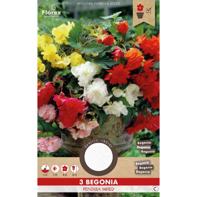 Begonia Hang Mix 3st.