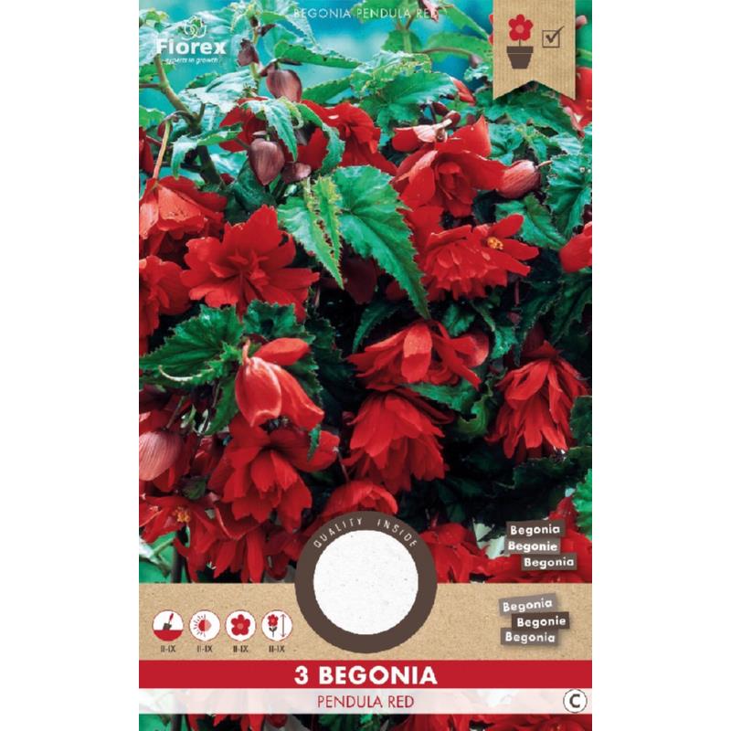 Bégonia Suspendu Rouge 3 pcs.