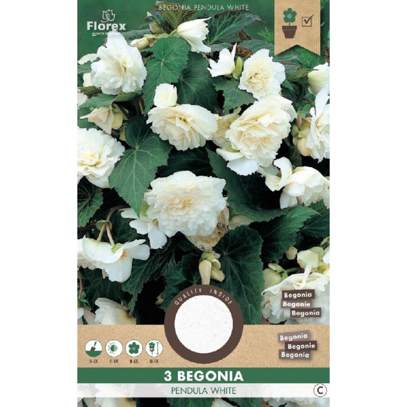 Bégonia Suspendu Blanc 3pcs.