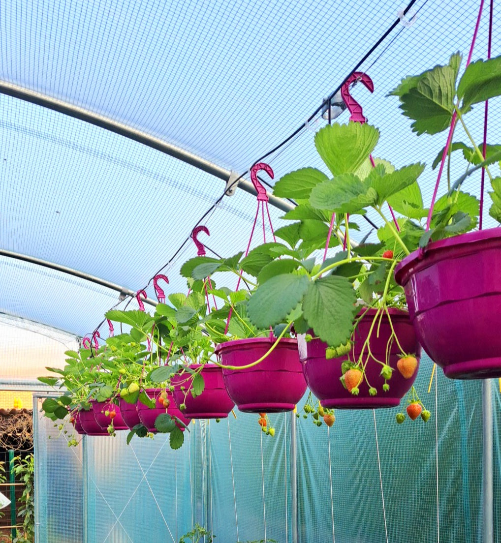 Aardbeipakket: 2 hangpotten, planten en alle kweekbenodigheden (kies kleur)