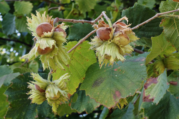 Hazel Corylus av. 'Halle'sche Riesen' 40-60 cm de haut en pot de 5 L