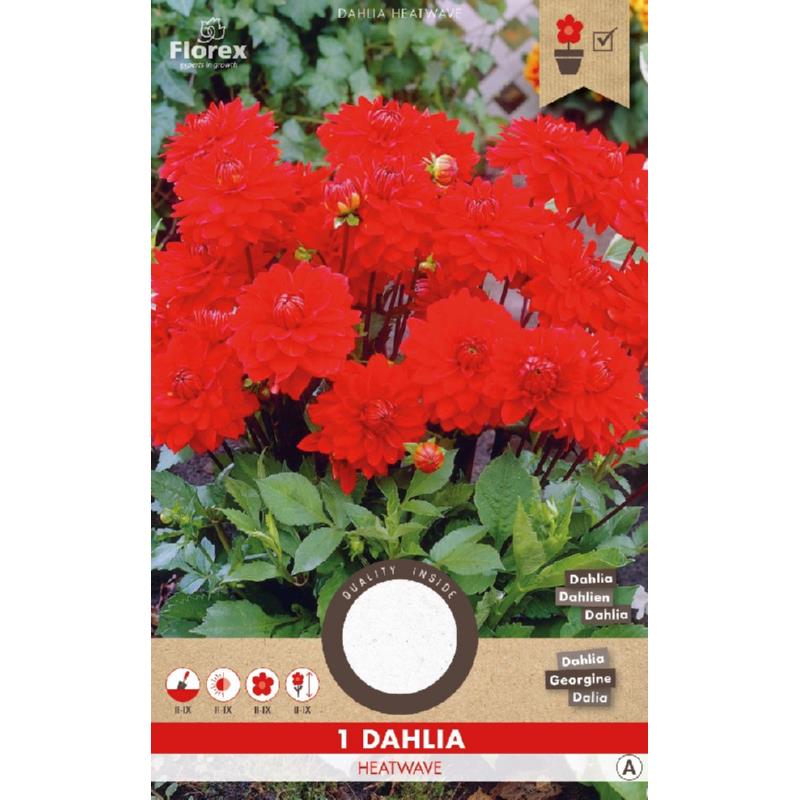 Dahlia Decorative Park Heatwave Red 1.