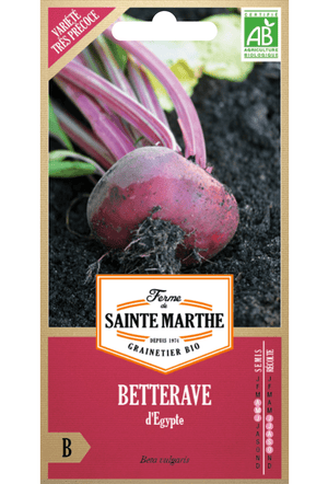 Graines BIO de Betterave rouge égyptienne ronde et plate