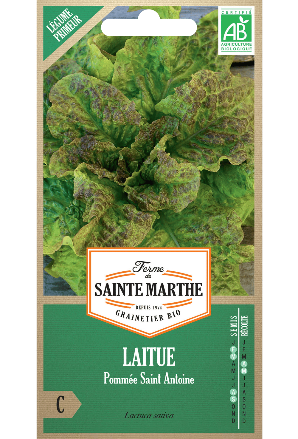 Salat 'Pommée Saint Antoine' BIO-Samen