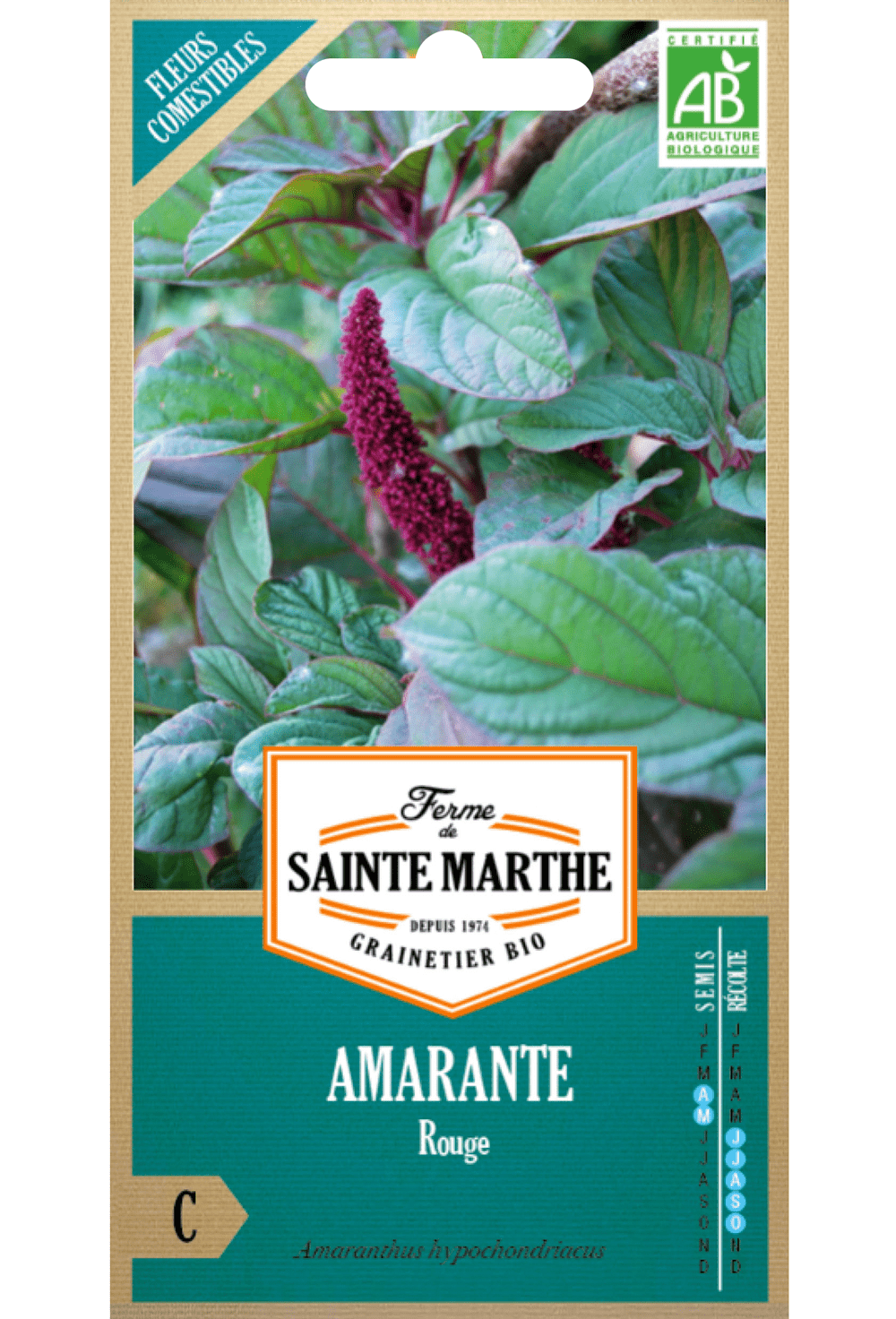 Amaranth-rote BIO-Samen