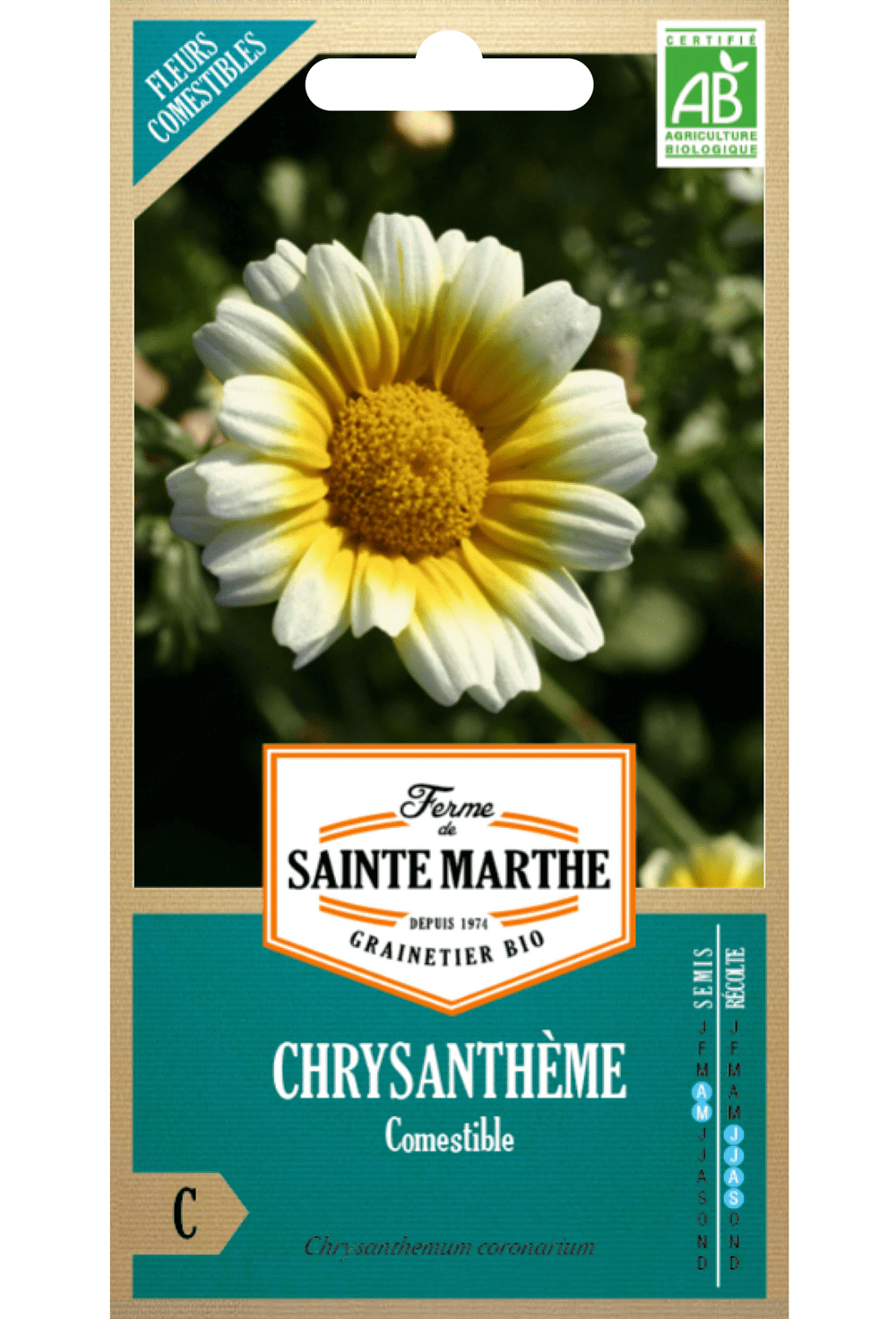 Graines de Chrysanthème comestible (Chrysanthemum Japonicum) BIO