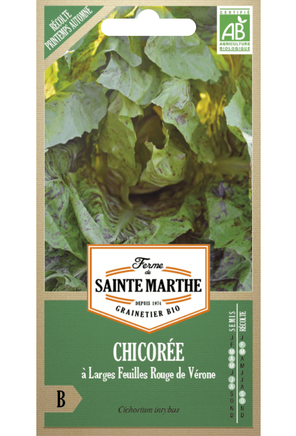 Graines de Chicorée (endive rouge) 'ROUGE DE VERONE' BIO