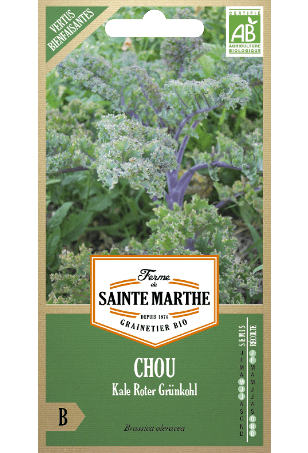 Graines de chou frisé 'Roter Grunkohl' BIO