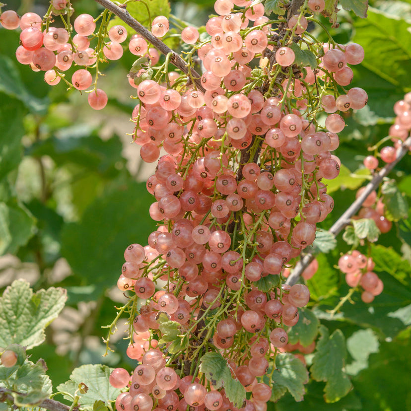 Baie rose en grappe / baie de genièvre / groseille - Ribes r. 'Rosalinn' en pot de 2 litres 