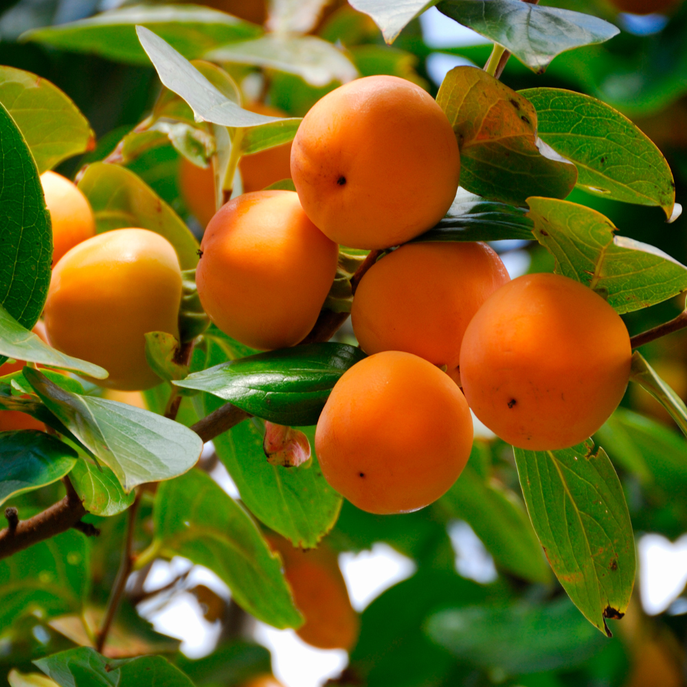 Poire Nashi 'Hayatama'