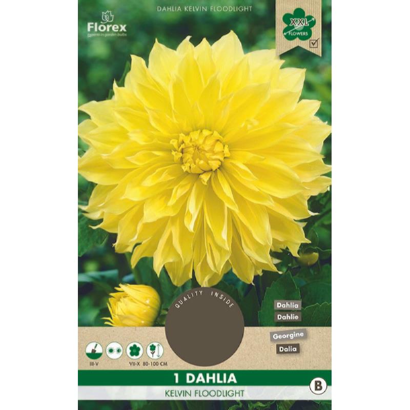 Dahlia Deko Kelvin Fluter XXL 1.