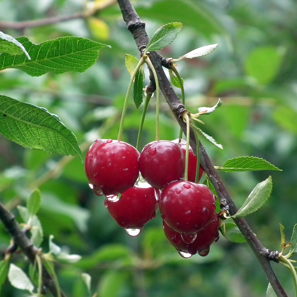 Cerise 'Burlat' BIO