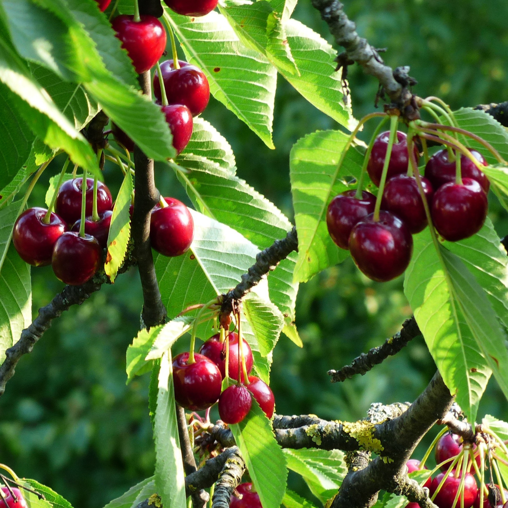 Cerisier 'Morellenfeuer'/'Noordkriek' BIO