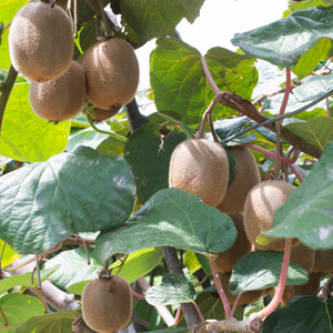 Gele kiwiplanten pakket