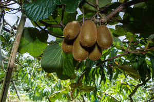 Plante Kiwi BIO Actinidia deliciosa 'Jenny' hermaphrodite 