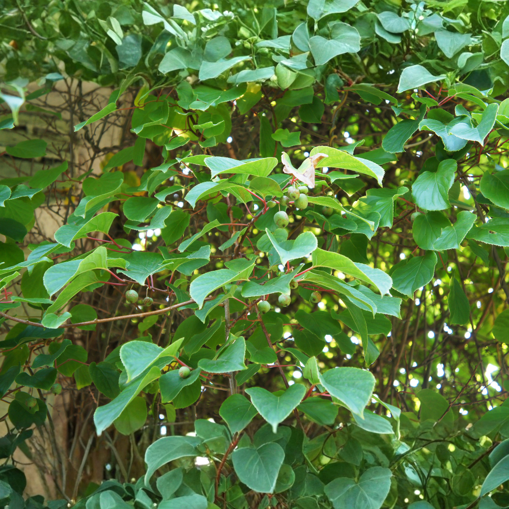 Kiwi 'Issai' BIO
