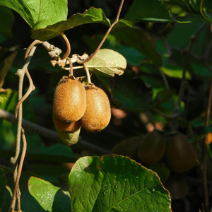 Gele kiwiplanten pakket