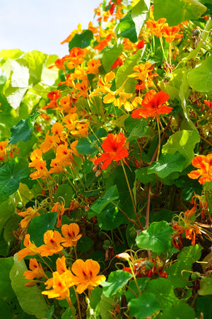 Capucin tubéreux (Tropaeolum tuberosum) - 3 tubercules 