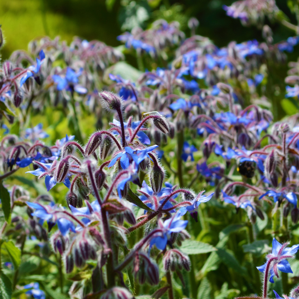 Komkommerkruid blauw - P9 pot