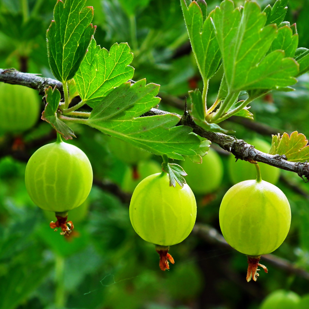 Red gooseberry 'Hinnonmaki Rood' - Bare root