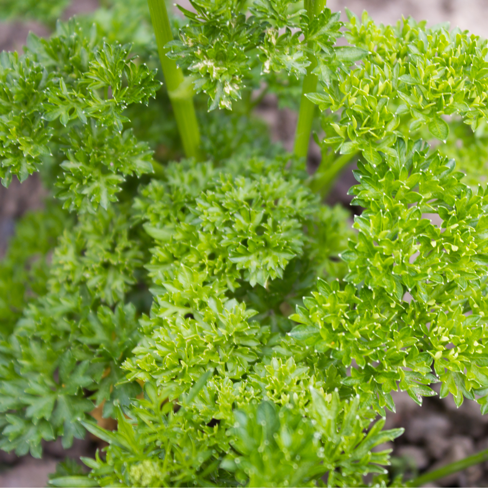 Krulpeterselie plantjes 5 stuks BIO