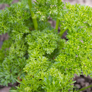 Krulpeterselie plantjes 5 stuks BIO