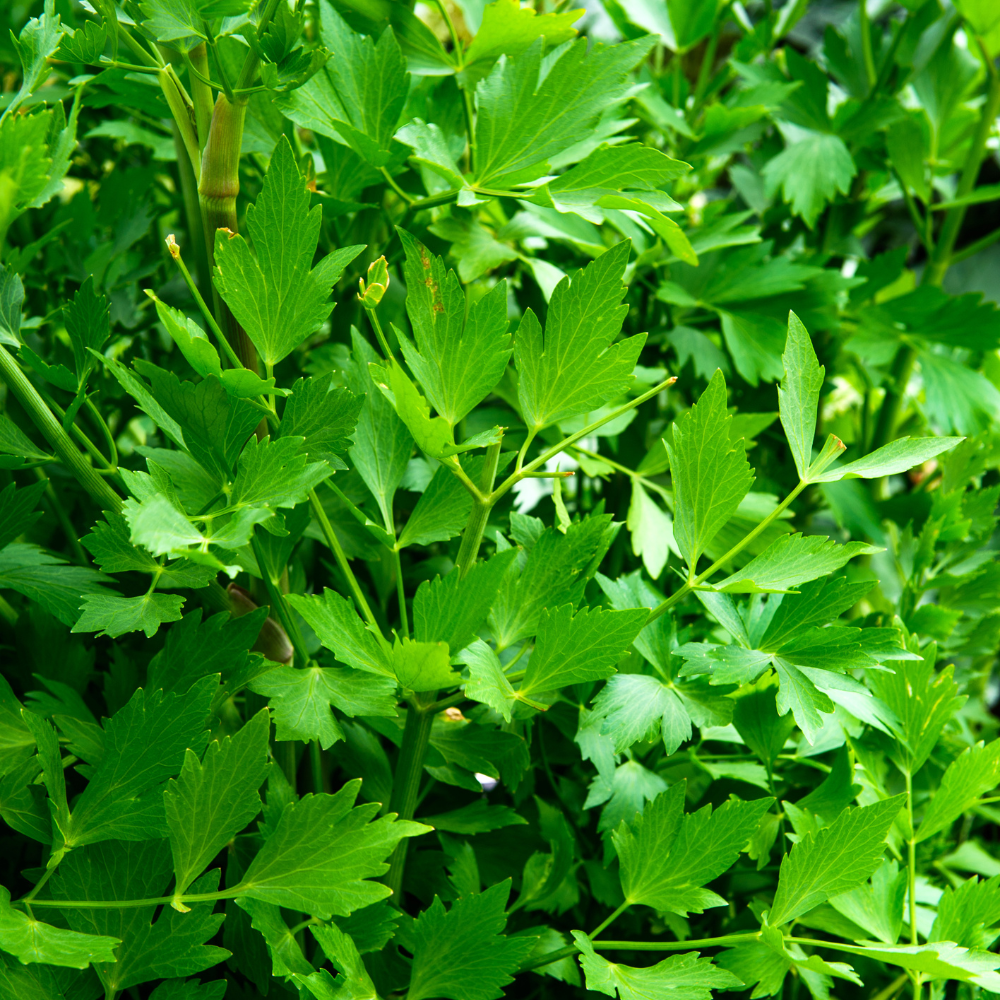 Livèche ou céleri vivace (Levisticum officinale) BIO
