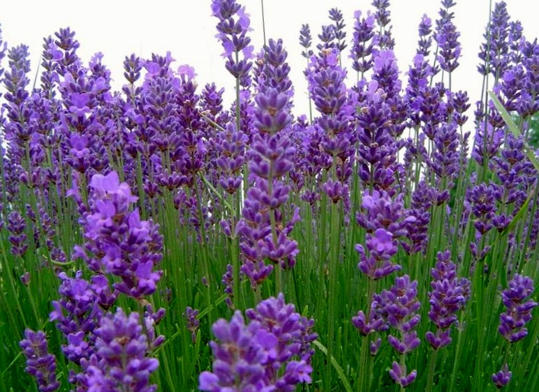 Lavendel (Lavendula angustifolia 'Hidcote') im Topf 10,5 cm