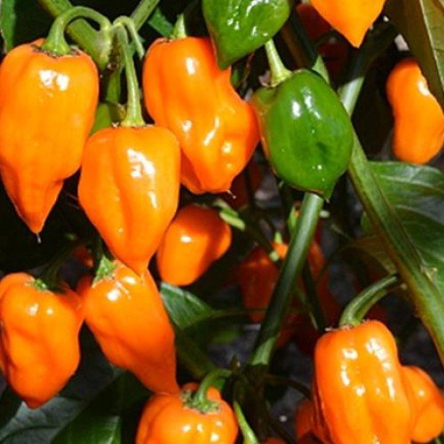 Peper pikant Habanero oranje 1 plant (300.000 Scoville)