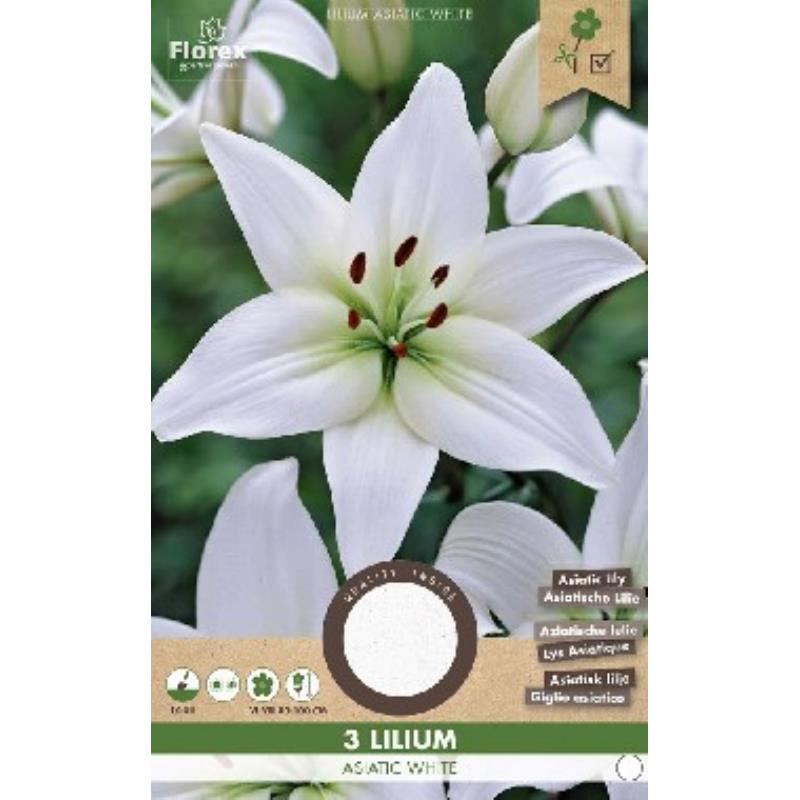 Lily Asiatique Blanc 3 pcs.