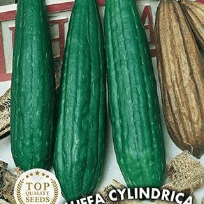 Concombre éponge, luffa, luffa cylindrica : contenance 3 grammes