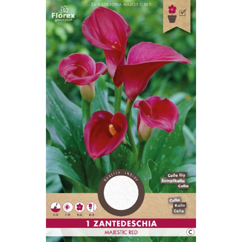 Calla Zantedeschia Majestic Red 1.