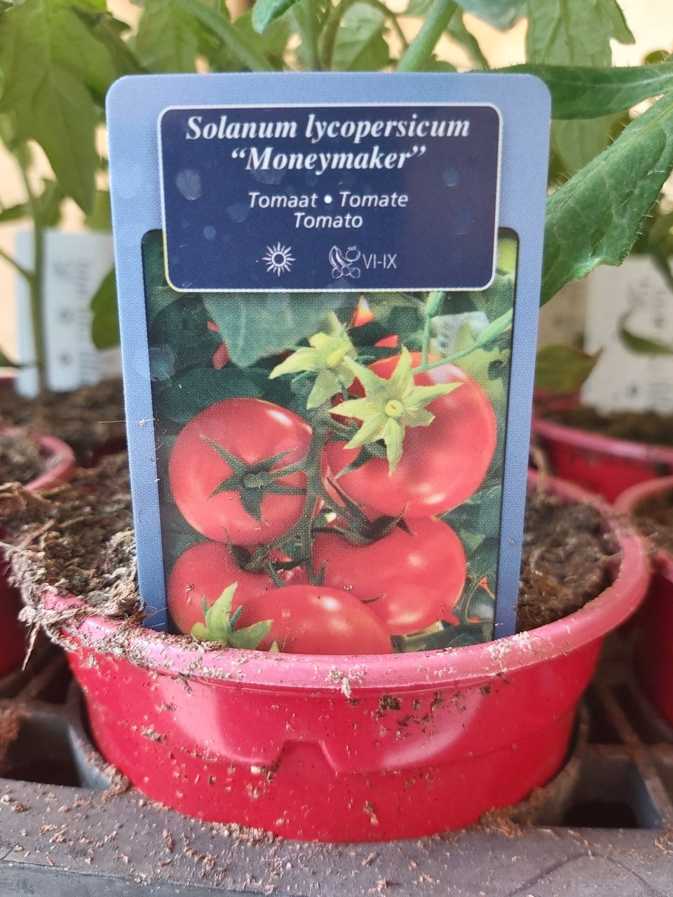 Tomate en grappe type Moneymaker plants 1 plant 