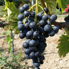 Wijnstok muscat bleu