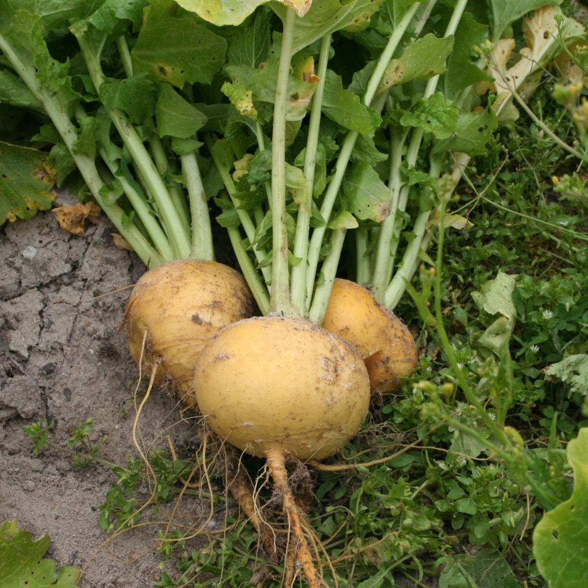 Gartenrübe Goudbal BIO-Samen