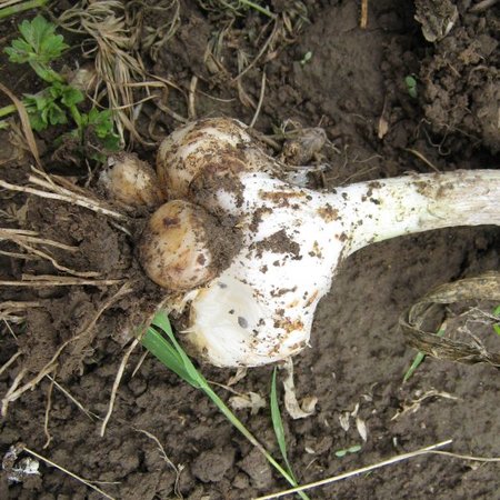 Wild leek (Allium ampeloprasum 'Holmense') - 5 bulbs