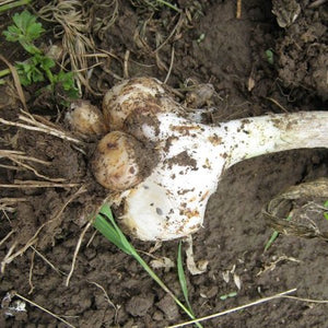 Wild leek (Allium ampeloprasum 'Holmense') - 5 bulbs