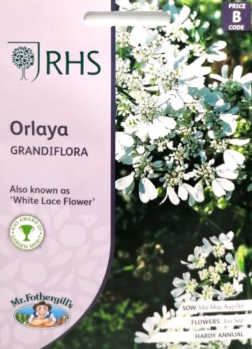 Rochenschirm Orlaya grandiflora – 25 Samen