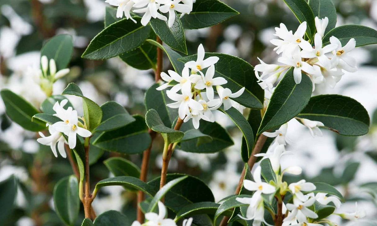 Houx trèfle (Osmanthus burkwoodii) - en pot 3L - 40/50 cm