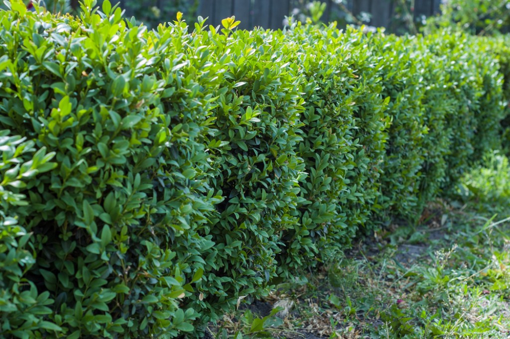 Schijnhulst (Osmanthus burkwoodii) - in 3L pot - 40/50 cm