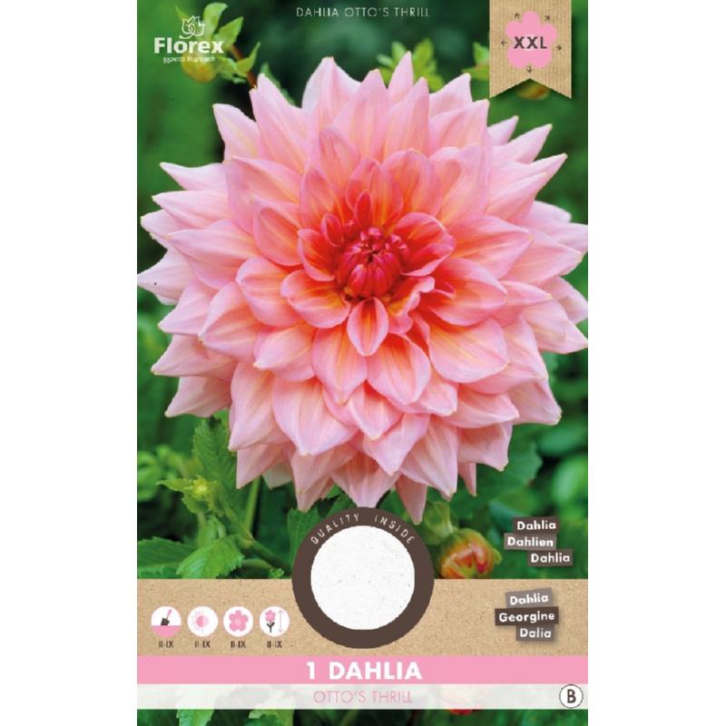 Dahlia Decoratief Otto's Thrill Roze 1st.