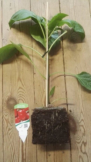 Paprika rood plantjes 1 plant