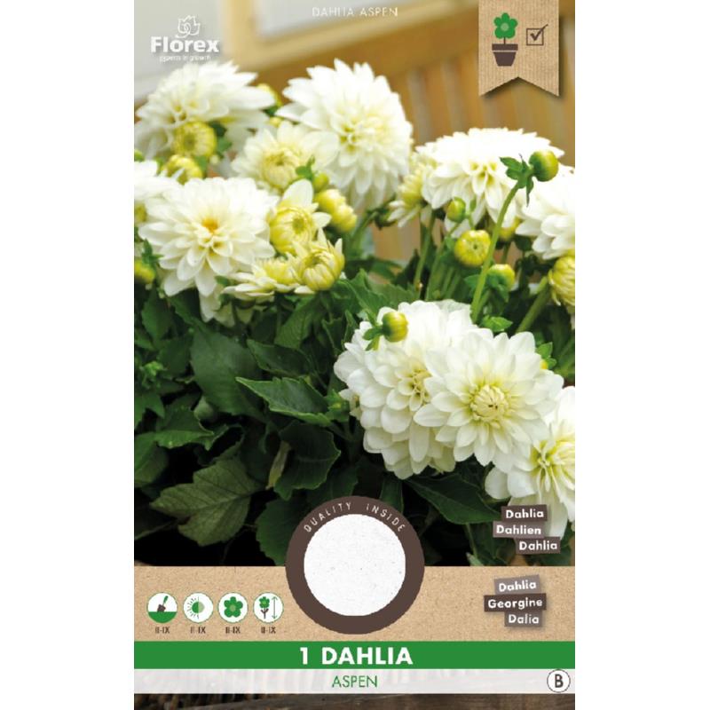 Dahlia Decorative Park Aspen White 1.