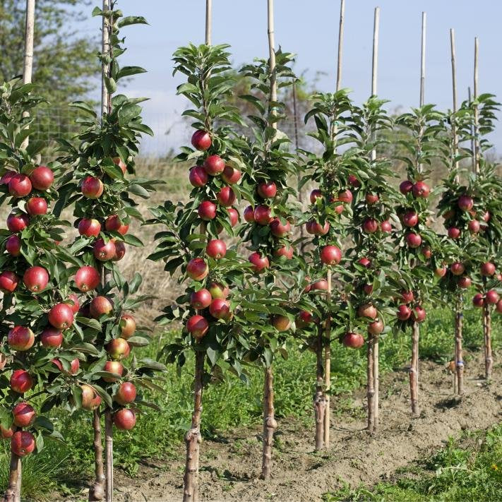 Pomme colonne 'Pillar Apple' pour pots - 60-80cm de haut en pot de 7 litres