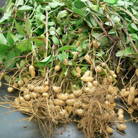 Erdnuss oder Erdnuss (Arachis hypogaea) – 50 Gramm 